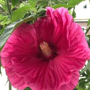 Meet your Posher, Edith